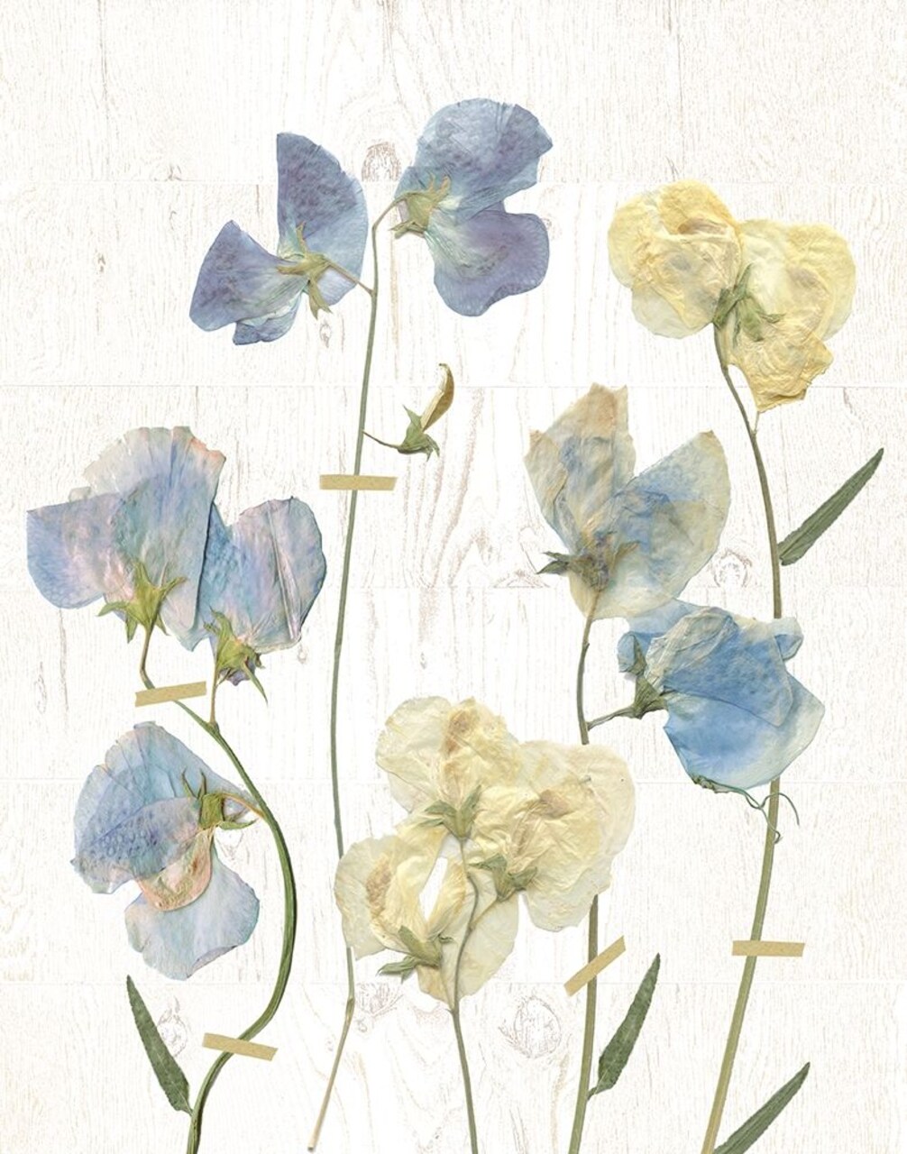 Blue Sweet Peas Ii Poster Print by Carol Robinson - Item # VARPDX19038